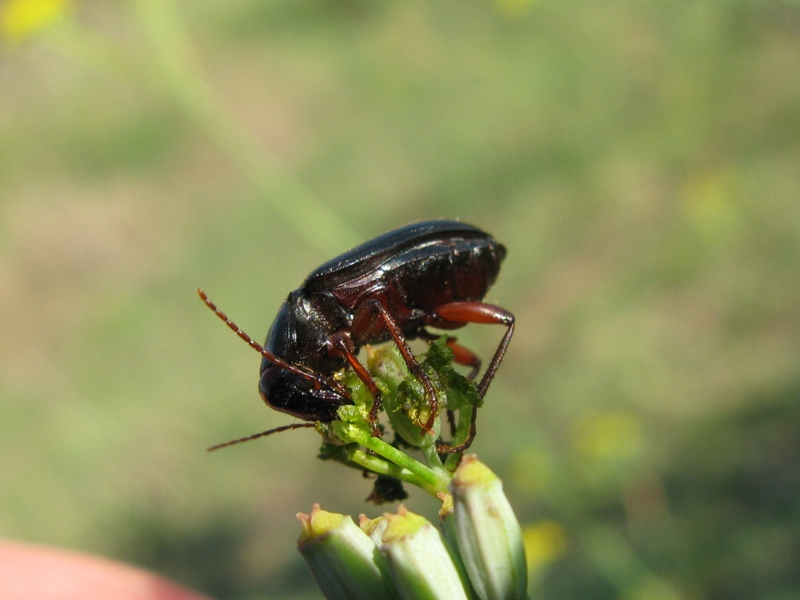 Ophonus o Pseudoophonus??? Ophonus incisus