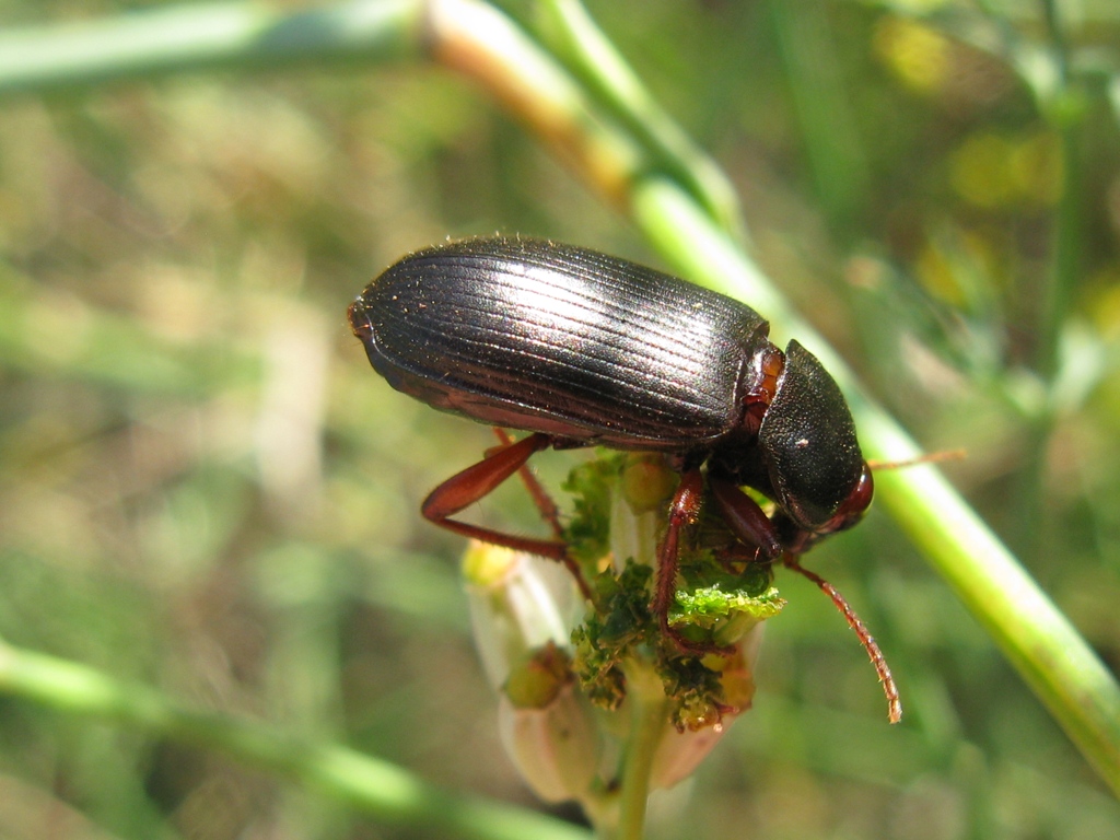 Ophonus o Pseudoophonus??? Ophonus incisus