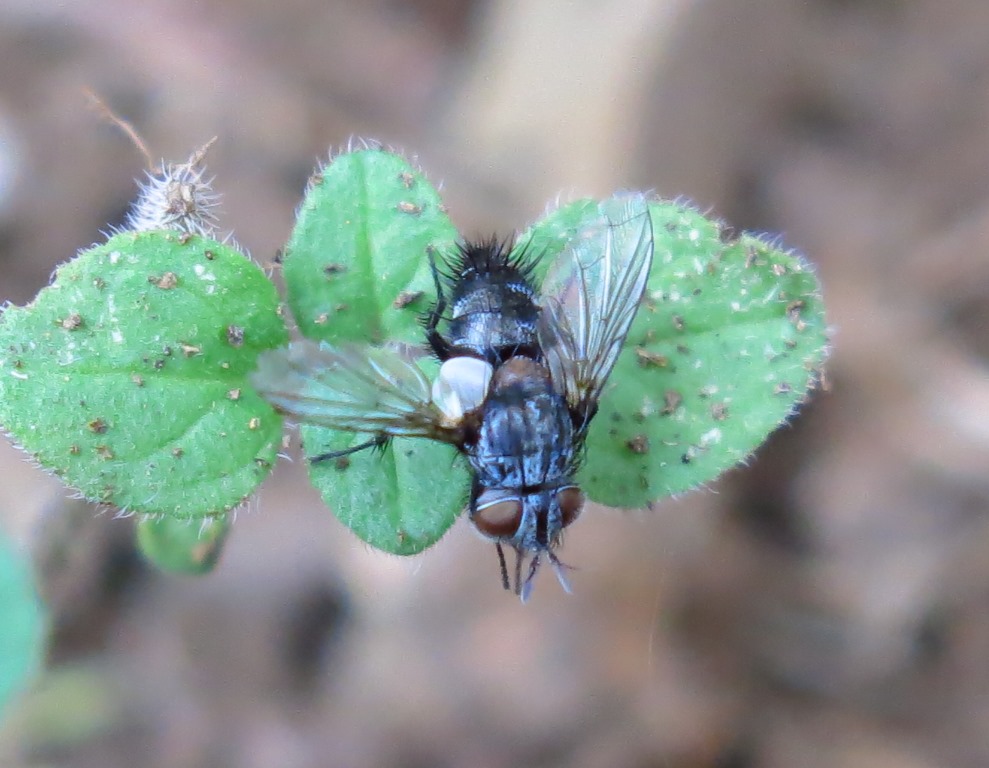 cf. Tlephusa cincinna (Tachinidae)