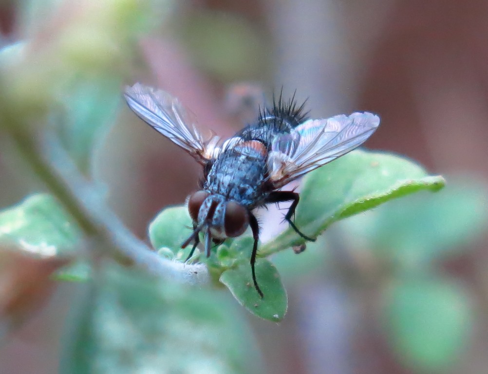 cf. Tlephusa cincinna (Tachinidae)