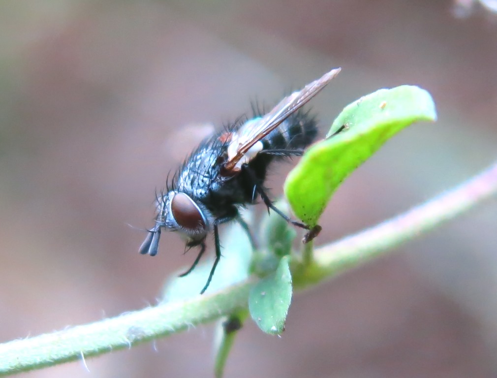 cf. Tlephusa cincinna (Tachinidae)