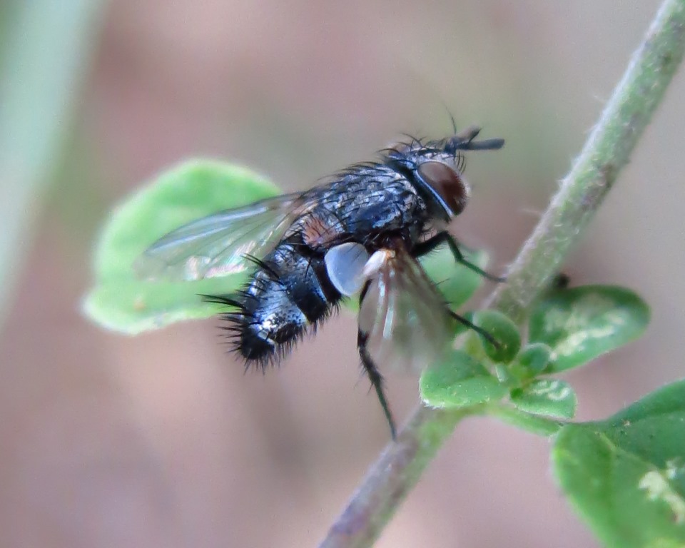 cf. Tlephusa cincinna (Tachinidae)