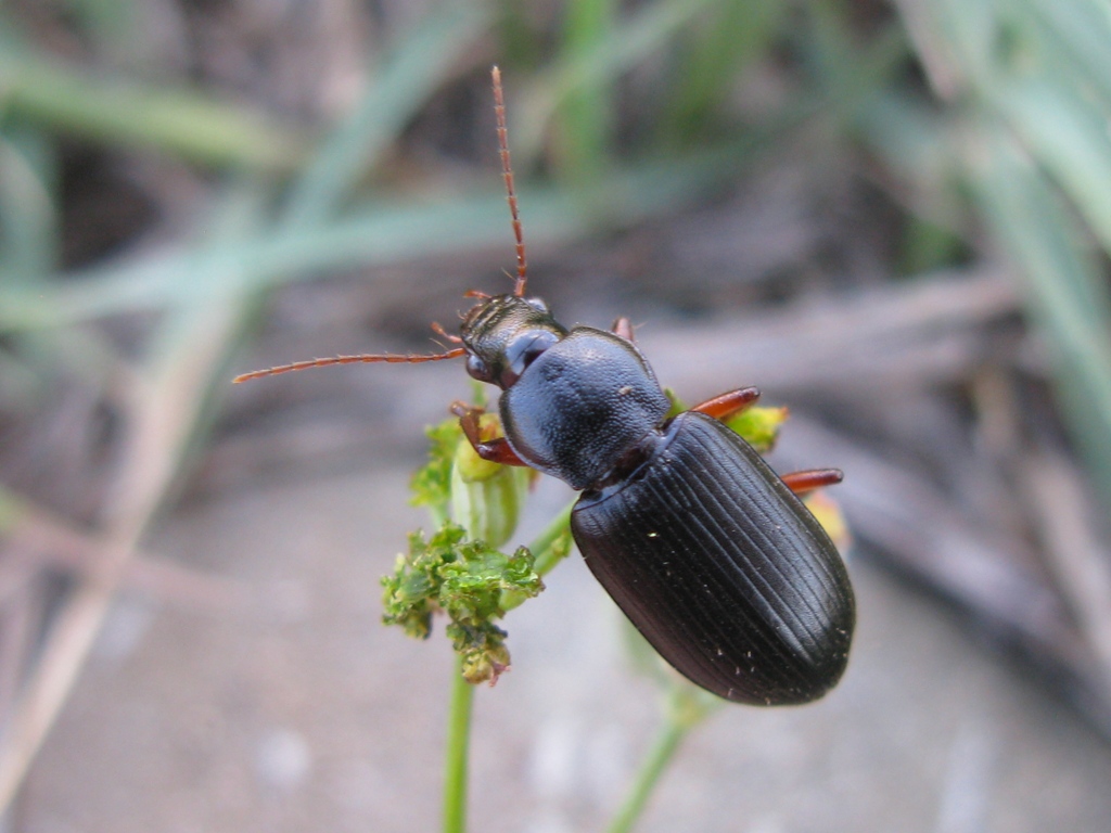 Ophonus o Pseudoophonus??? Ophonus incisus