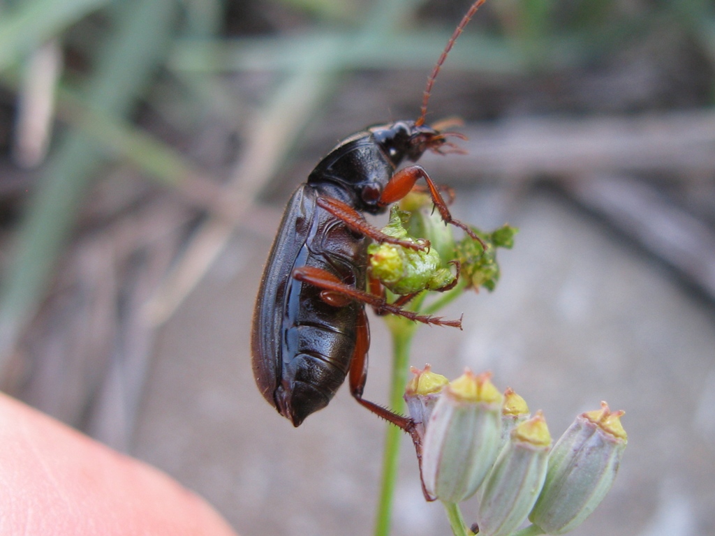 Ophonus o Pseudoophonus??? Ophonus incisus