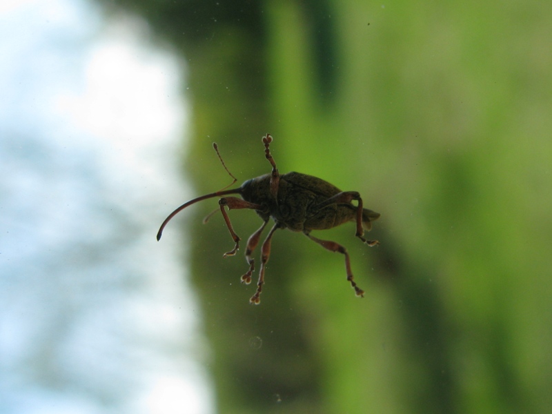 Curculionidae da determinare? - Curculio glandium