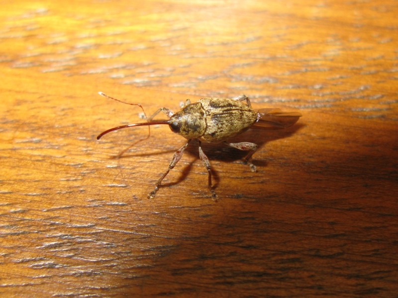 Curculionidae da determinare? - Curculio glandium