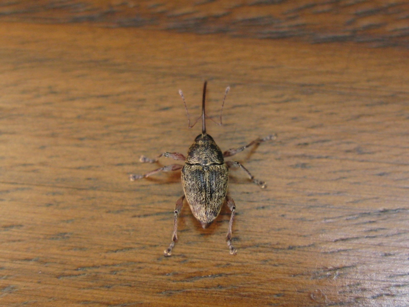 Curculionidae da determinare? - Curculio glandium