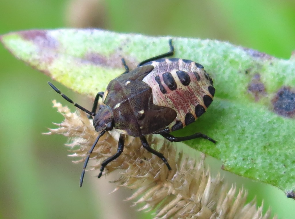 Carpocoris sp.. (Pentatomidae): ultimo stadio ninfale