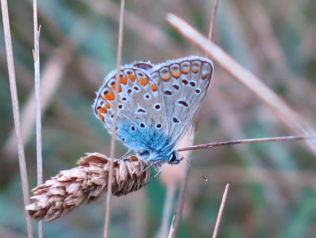 Licenide da determinare? Polyommatus icarus