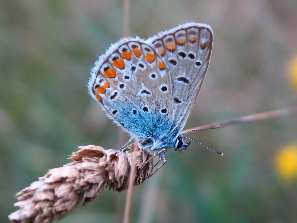 Licenide da determinare? Polyommatus icarus