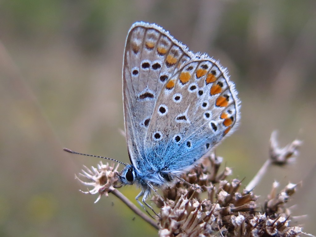 Licenide da determinare? Polyommatus icarus