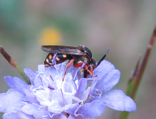 Apidae da determinare? Epeolus sp.