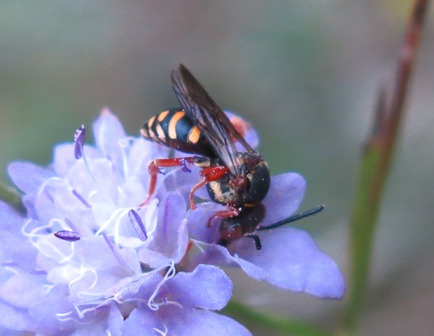 Apidae da determinare? Epeolus sp.