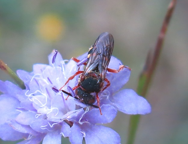 Apidae da determinare? Epeolus sp.