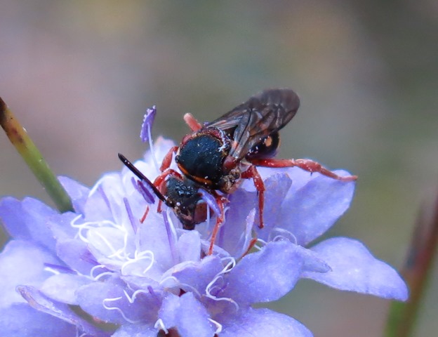 Apidae da determinare? Epeolus sp.