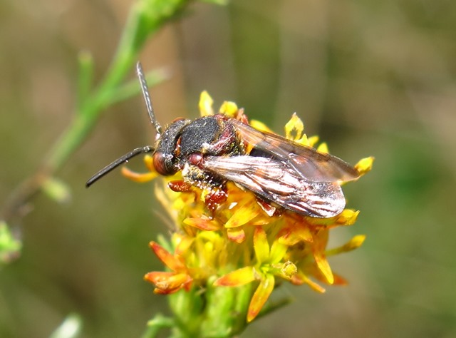 Apidae da determinare? Epeolus sp.