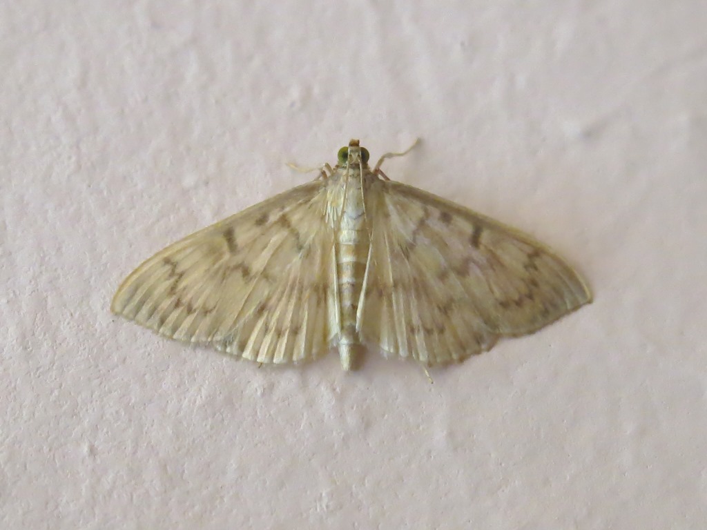 Geometridae ? No, Crambidae: Pleuroptya ruralis