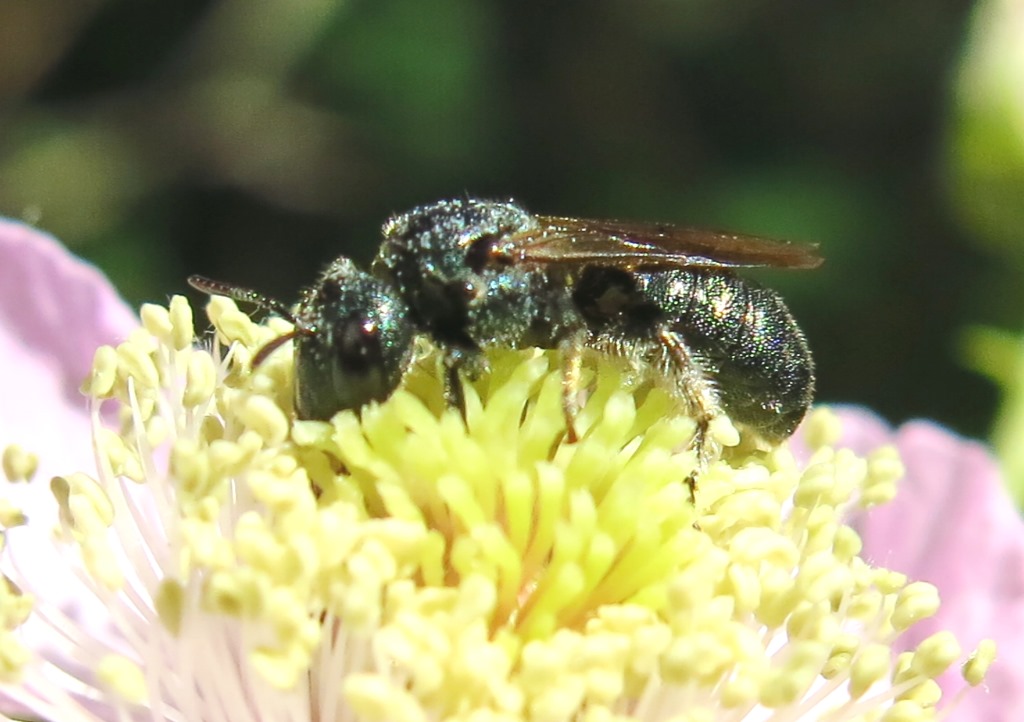 piccolo imenottero: Ceratina cyanea, Apidae