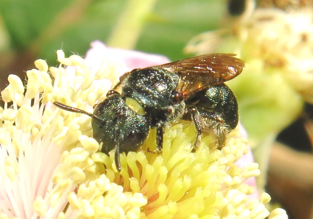 piccolo imenottero: Ceratina cyanea, Apidae