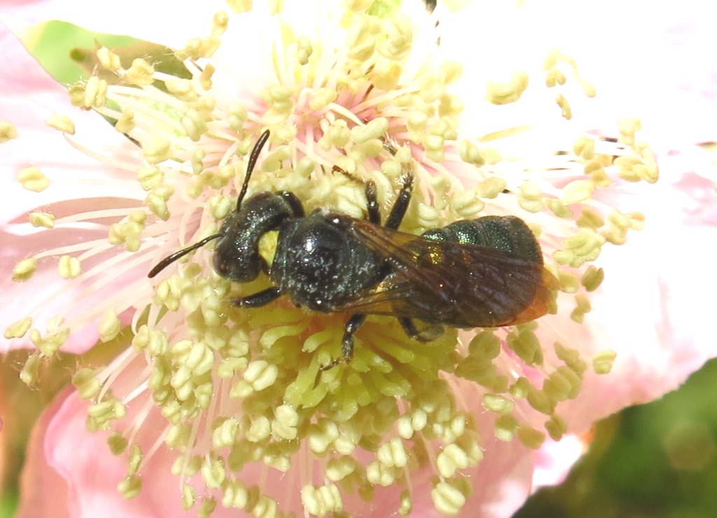 piccolo imenottero: Ceratina cyanea, Apidae