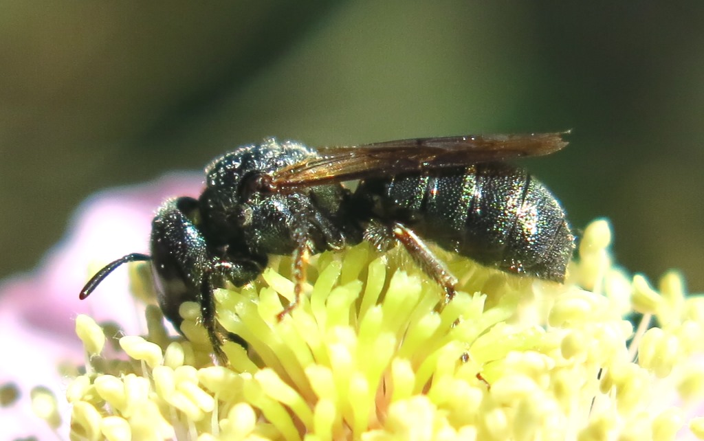 piccolo imenottero: Ceratina cyanea, Apidae