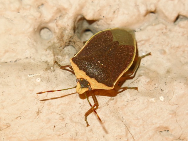 Pentatomidae - Nezera viridula f. torquata?