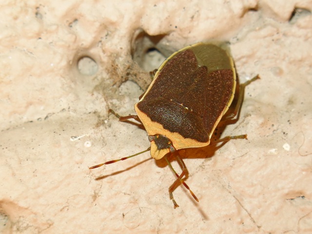 Pentatomidae - Nezera viridula f. torquata?