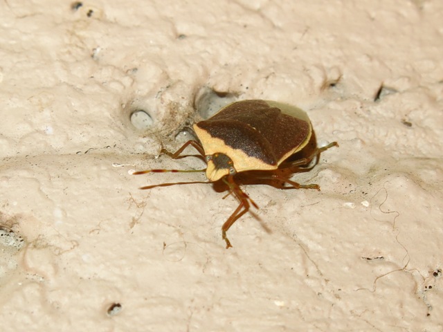 Pentatomidae - Nezera viridula f. torquata?