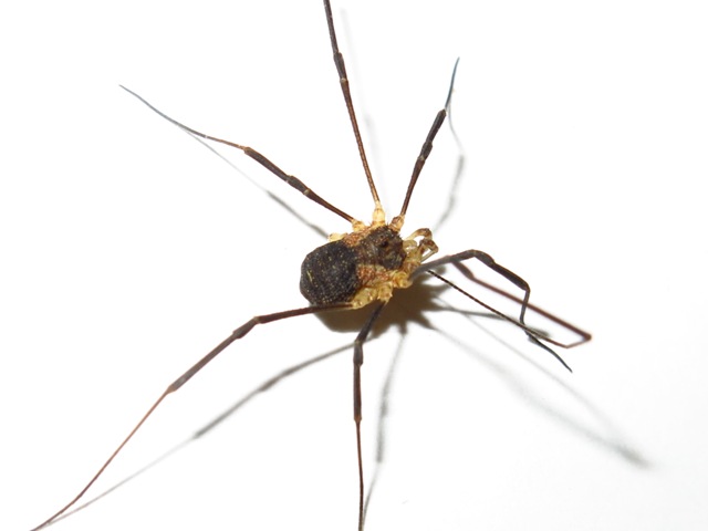 Opiliones da determinare?