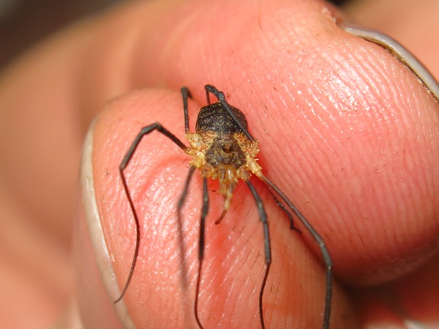 Opiliones da determinare?