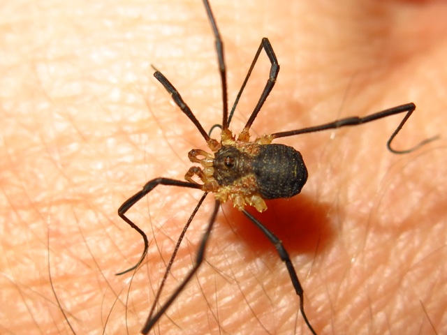 Opiliones da determinare?