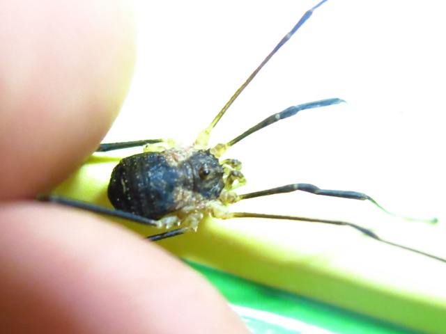 Opiliones da determinare?