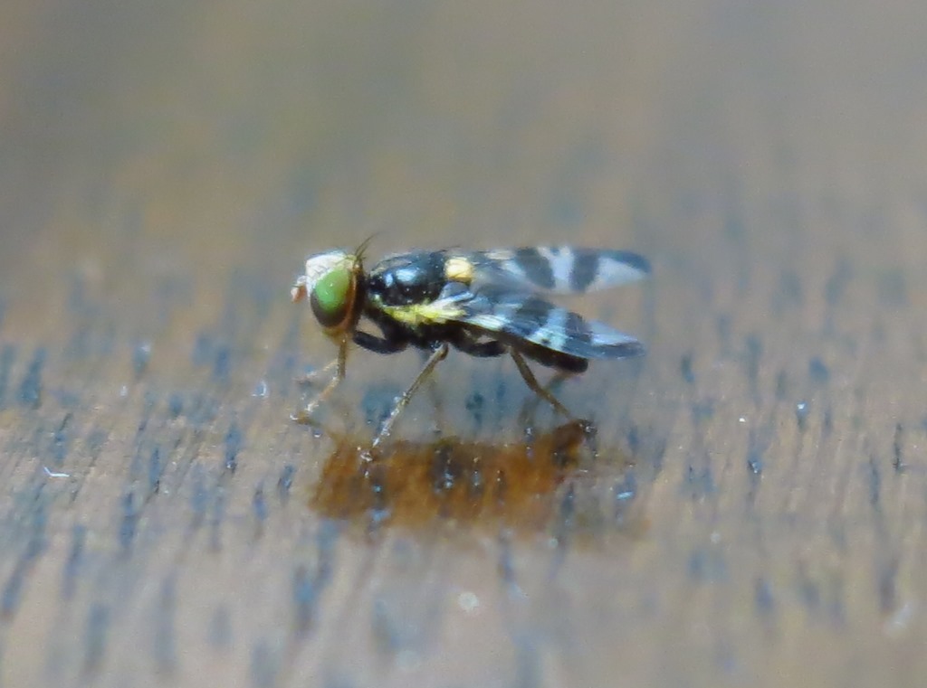 Rhagoletis cerasi maschio (Tephritidae)