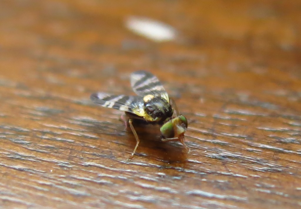 Rhagoletis cerasi maschio (Tephritidae)