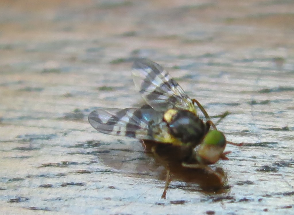 Rhagoletis cerasi maschio (Tephritidae)