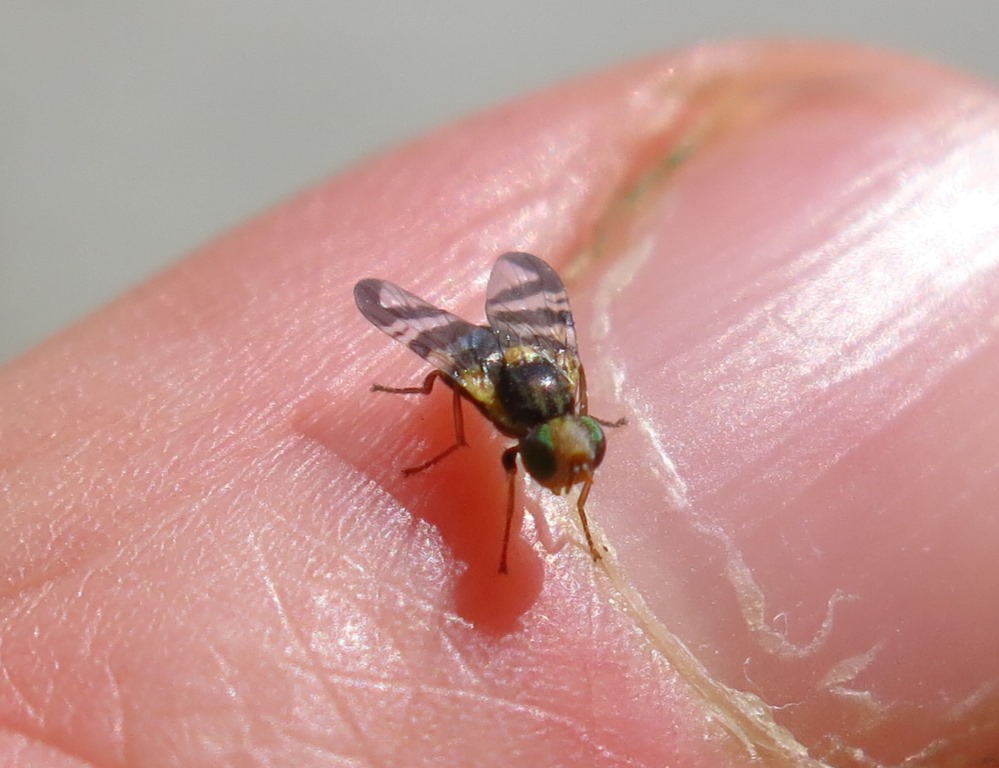 Rhagoletis cerasi maschio (Tephritidae)