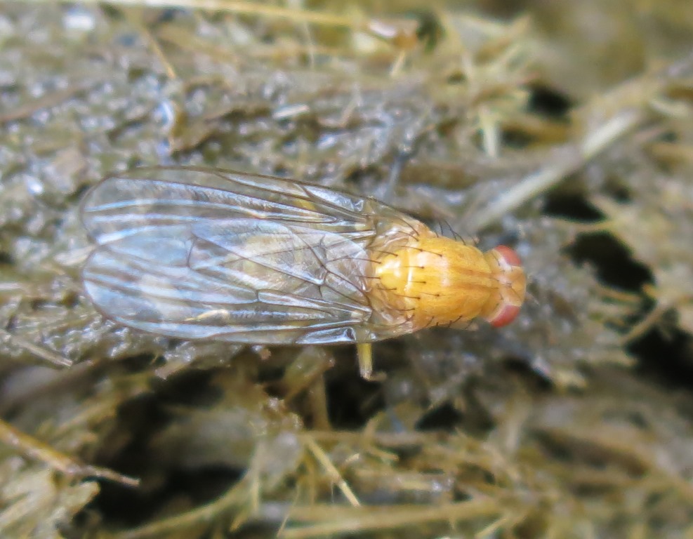 Lauxaniidae: Sapromyza sp.