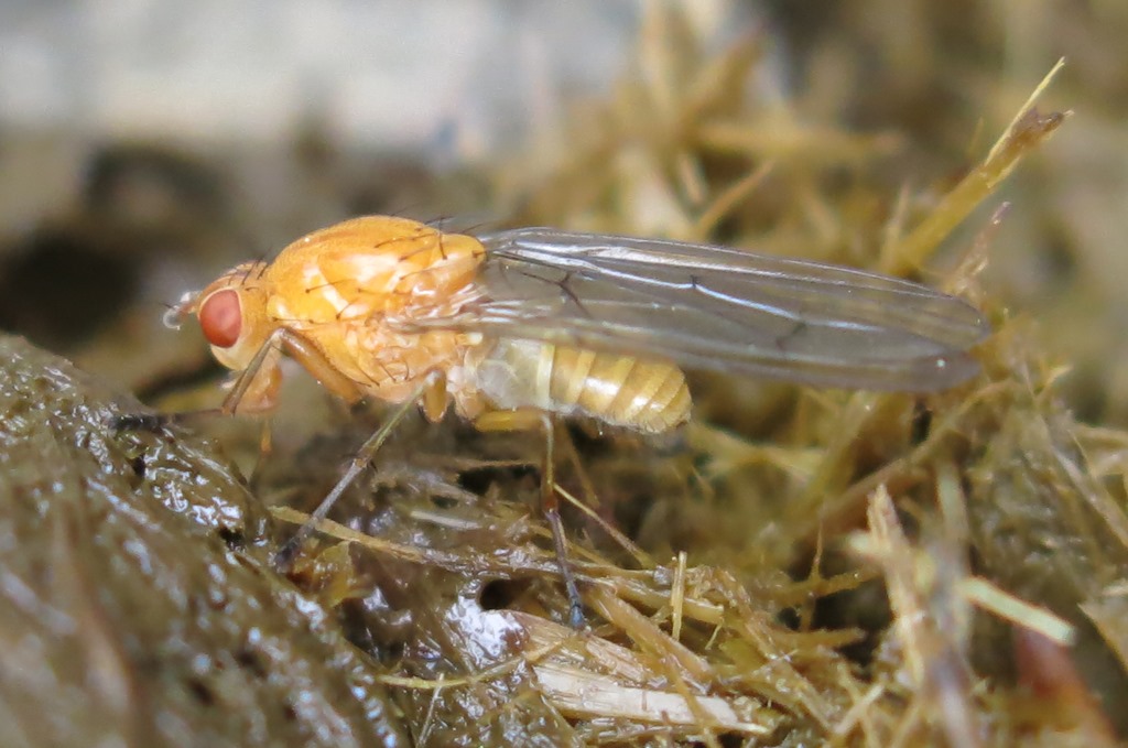 Lauxaniidae: Sapromyza sp.