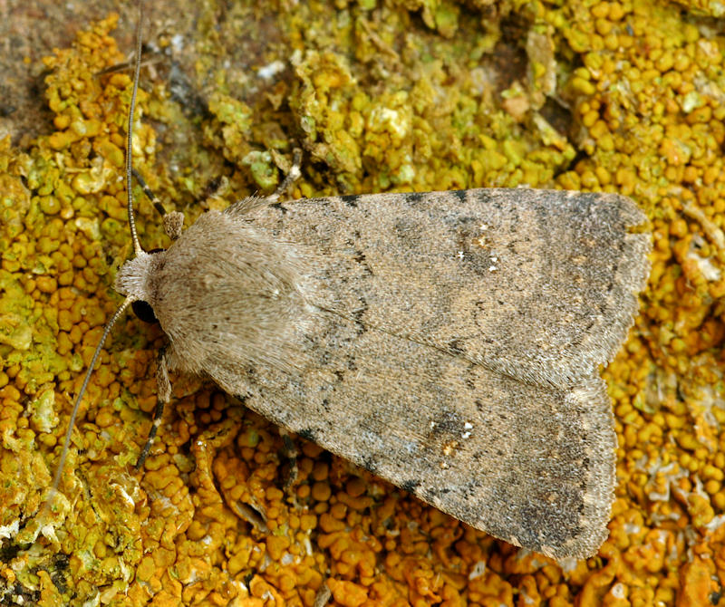 Noctuidae - Caradrina cf. (Paradrina) clavipalpis