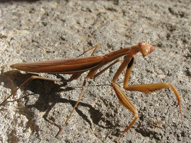 Carrellata di mantis religiosa...