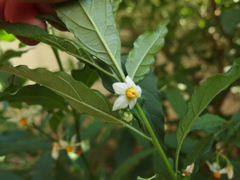 Solanum pseudocapsicum