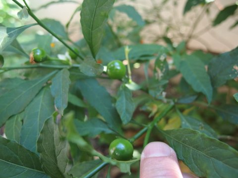 Solanum pseudocapsicum