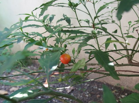 Solanum pseudocapsicum