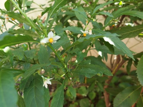 Solanum pseudocapsicum