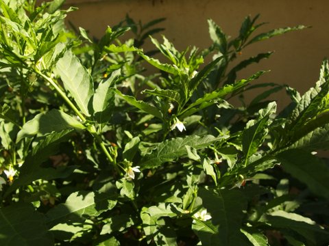 Solanum pseudocapsicum