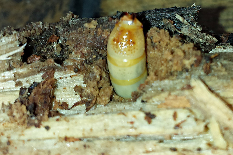 Larva da identificare: Helops cfr coeruleus