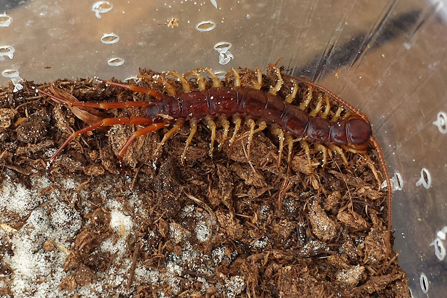 Litobide o scolopendra?