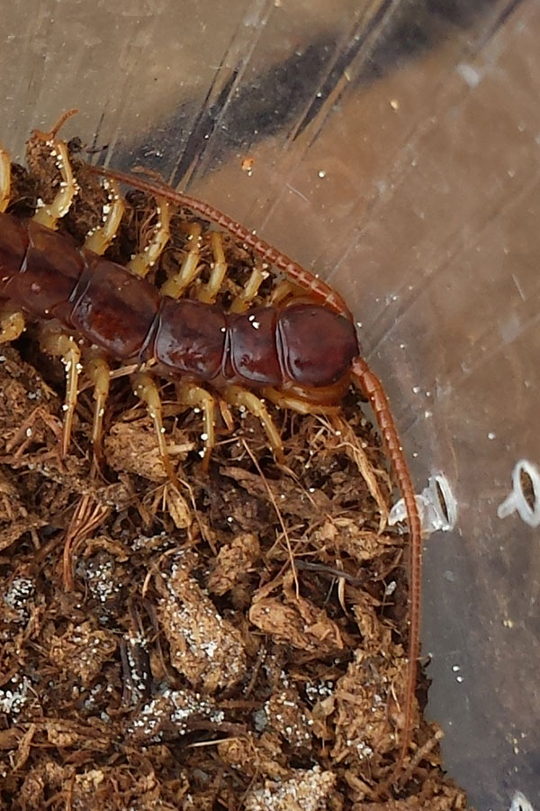 Litobide o scolopendra?