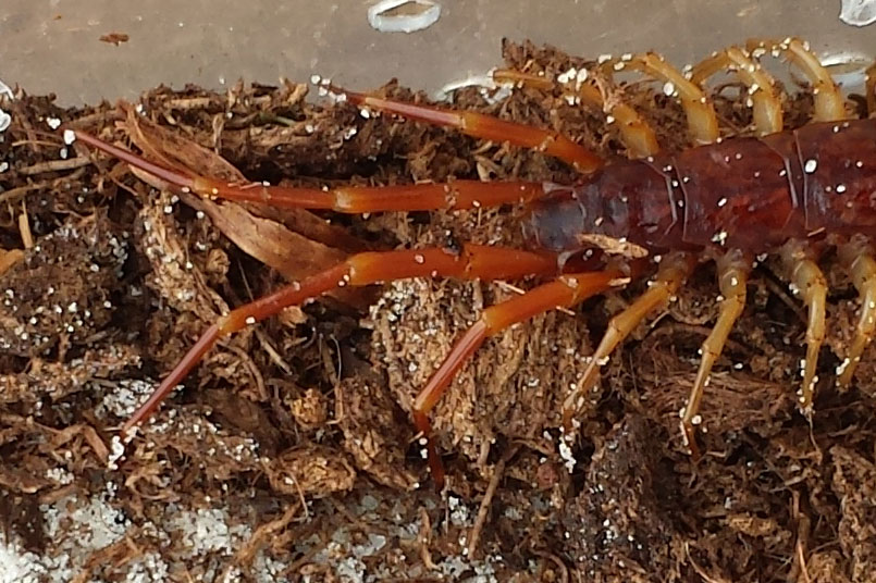 Litobide o scolopendra?