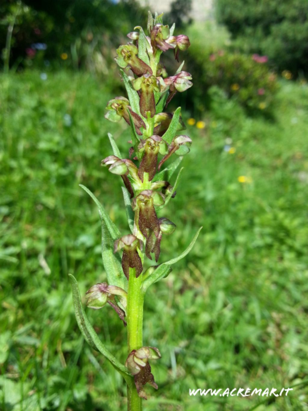 Coeloglossum viride